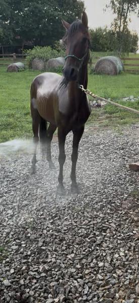 Bay Dun Trail Horse