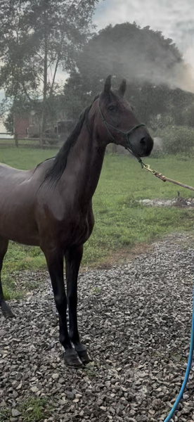 Bay Dun Trail Horse