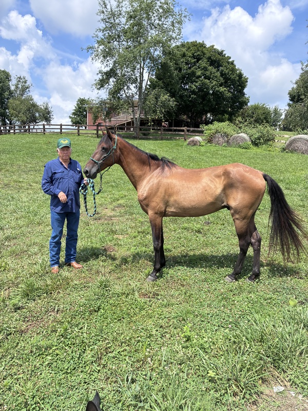 Bay Dun Trail Horse