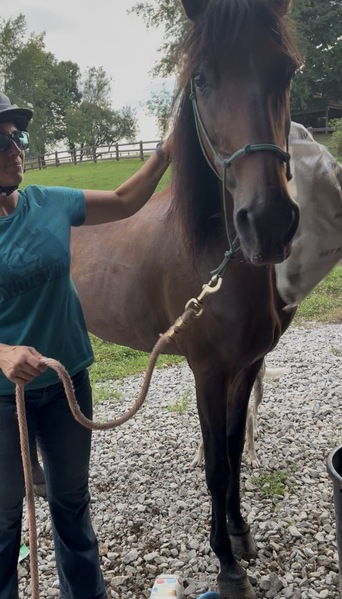 Bay Dun Trail Horse