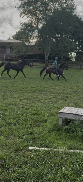 Bay Dun Trail Horse