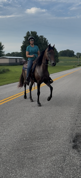 Bay Dun Trail Horse