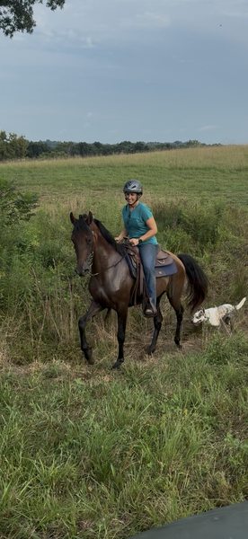 Bay Dun Trail Horse
