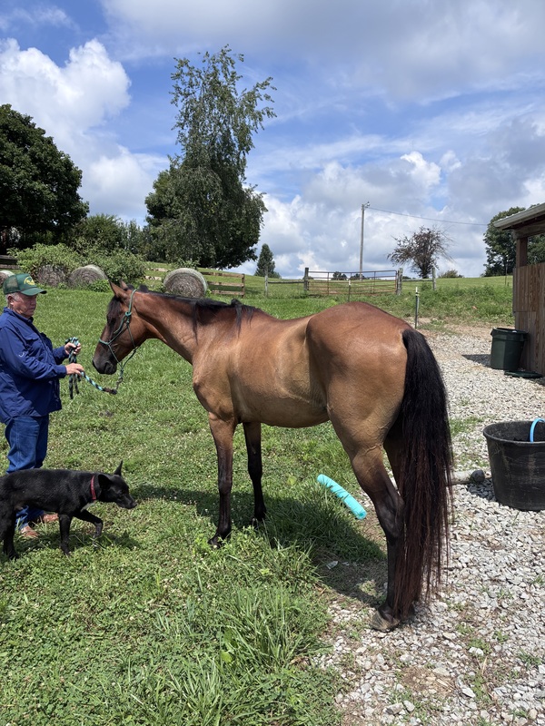 Bay Dun Trail Horse