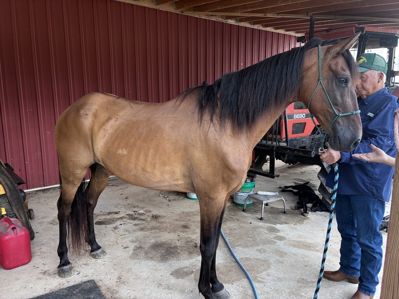 Bay Dun Trail Horse