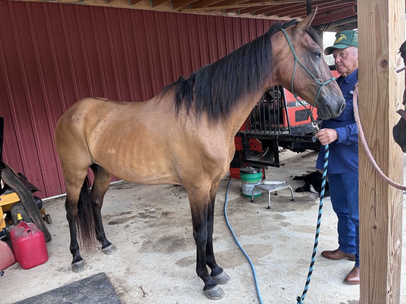 Bay Dun Trail Horse
