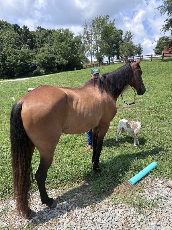 Bay Dun Trail Horse