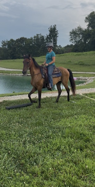 Bay Dun Trail Horse