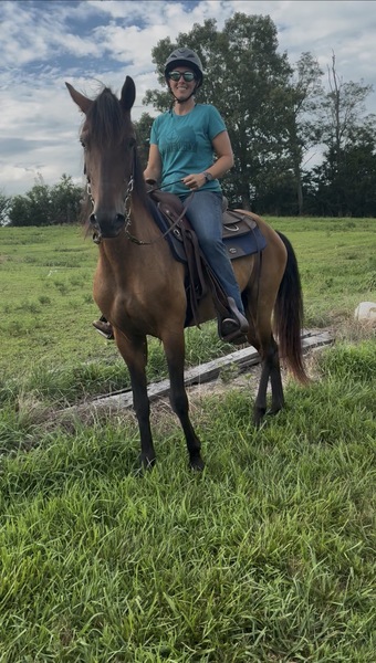 Bay Dun Trail Horse