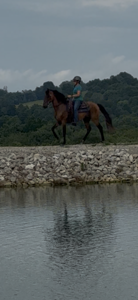 Bay Dun Trail Horse