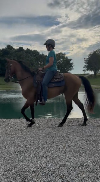 Bay Dun Trail Horse