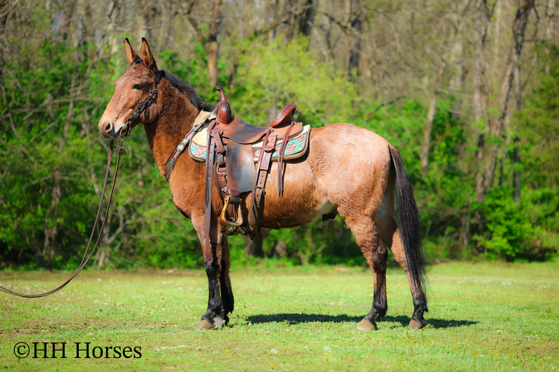 WELL TRAINED LINEBACK DUN JOHN MULE, SIT DOWN TURN AROUND, SLIDE STOP, RESPONSIVE AND FUN 