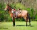 WELL TRAINED LINEBACK DUN JOHN MULE, SIT DOWN TURN AROUND, SLIDE STOP, RESPONSIVE AND FUN 