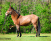 WELL TRAINED LINEBACK DUN JOHN MULE, SIT DOWN TURN AROUND, SLIDE STOP, RESPONSIVE AND FUN 