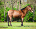 WELL TRAINED LINEBACK DUN JOHN MULE, SIT DOWN TURN AROUND, SLIDE STOP, RESPONSIVE AND FUN 
