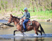 WELL TRAINED LINEBACK DUN JOHN MULE, SIT DOWN TURN AROUND, SLIDE STOP, RESPONSIVE AND FUN 