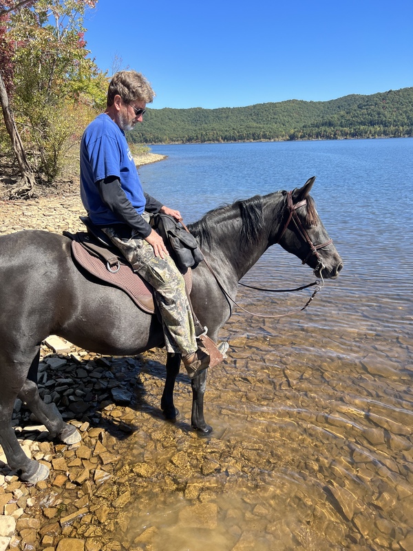 Easy To Ride Experienced Family Trail Horse 