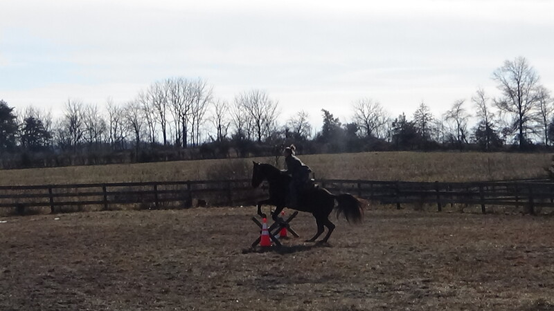 Stunning Safe TWH Lopes like a cow horse and jumps