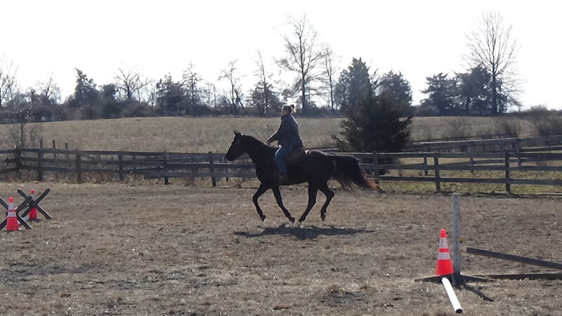 Stunning Safe TWH Lopes like a cow horse and jumps