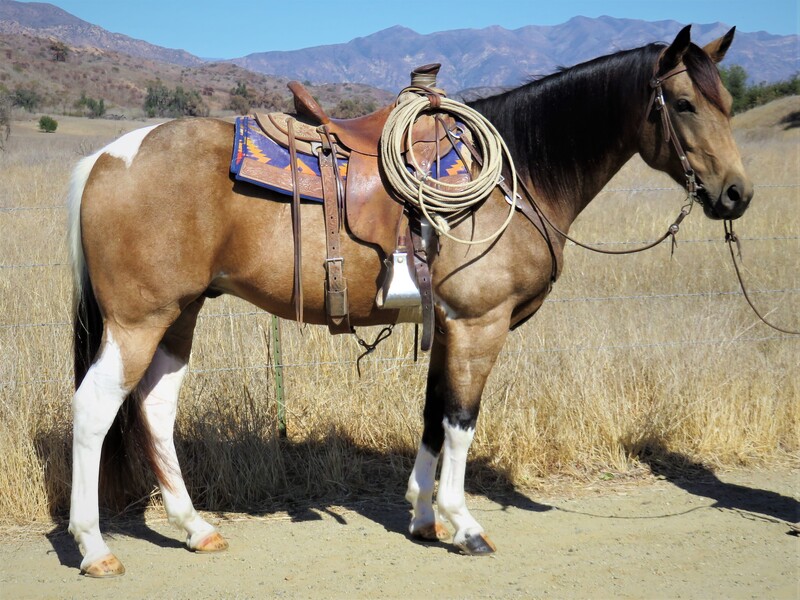 Buckskin Horses Horses for Sale