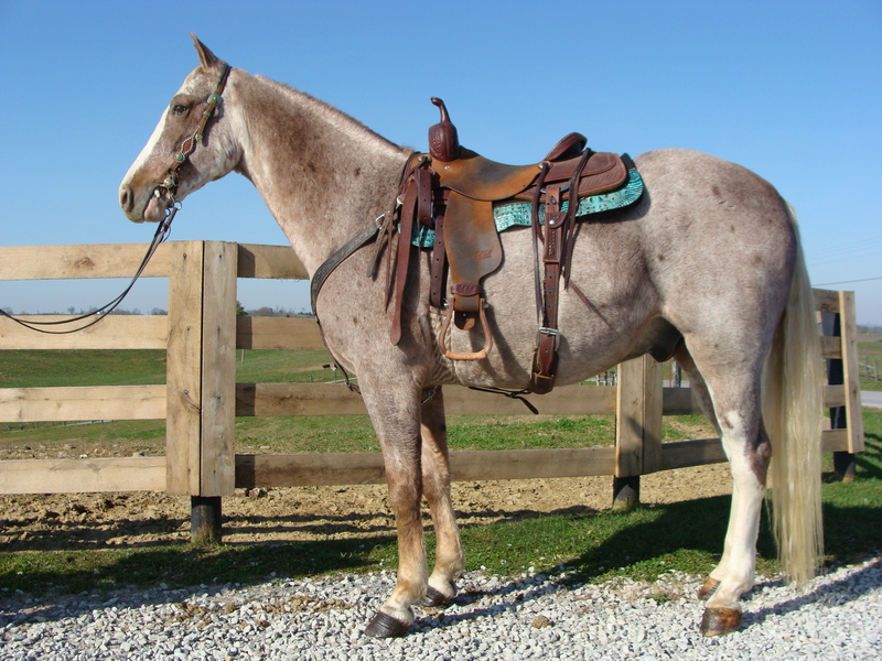 REGISTERED STRAWBERRY ROAN TENNESSEE WALKING GELDING, SAFE AND GENTLE