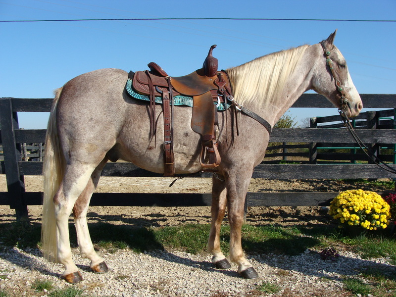 REGISTERED STRAWBERRY ROAN TENNESSEE WALKING GELDING, SAFE AND GENTLE