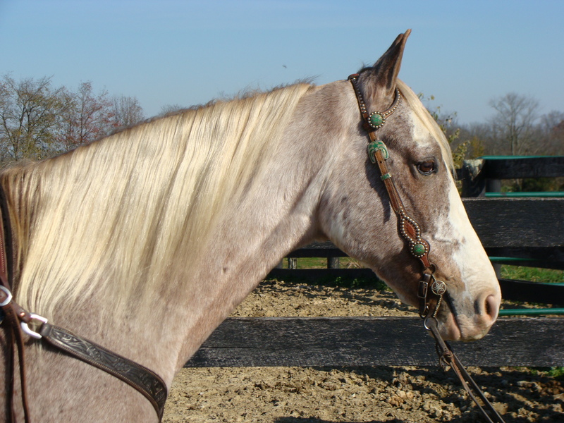 REGISTERED STRAWBERRY ROAN TENNESSEE WALKING GELDING, SAFE AND GENTLE