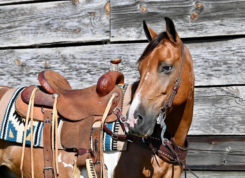 Flashy & Gentle Spotted Saddle Horse Trail Gelding For Sale in South
