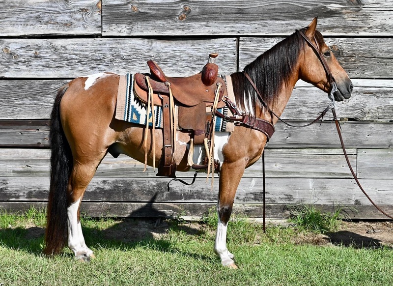 Flashy & Gentle Spotted Saddle Horse Trail Gelding 