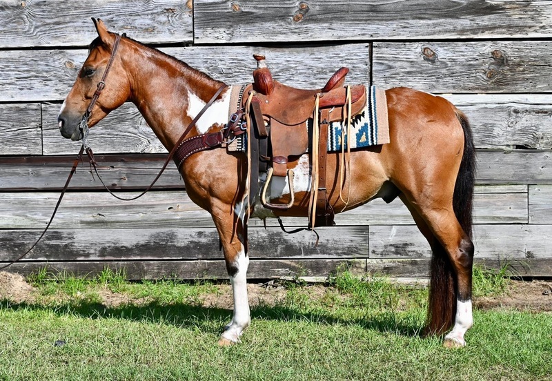 Flashy & Gentle Spotted Saddle Horse Trail Gelding 