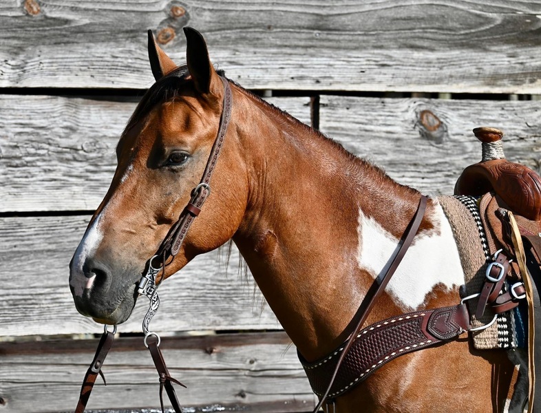Flashy & Gentle Spotted Saddle Horse Trail Gelding 