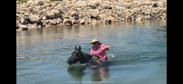 4 YEAR OLD 15 HAND BLUE ROAN GELDING +++VIDEO+++