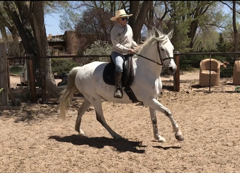 PRE Andalusian Mare under saddle