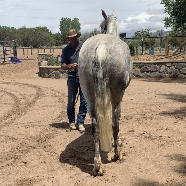 PRE Andalusian Mare under saddle