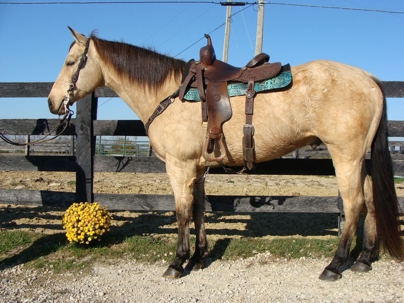 BIG BUTTERMILK BUCKSKIN QUARTER HORSE GELDING, USED FOR RANCH WORK