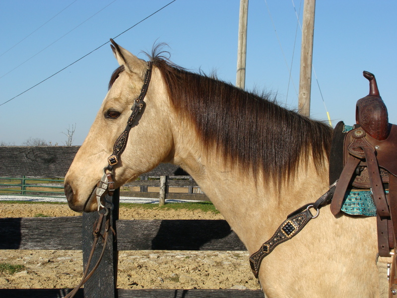 BIG BUTTERMILK BUCKSKIN QUARTER HORSE GELDING, USED FOR RANCH WORK