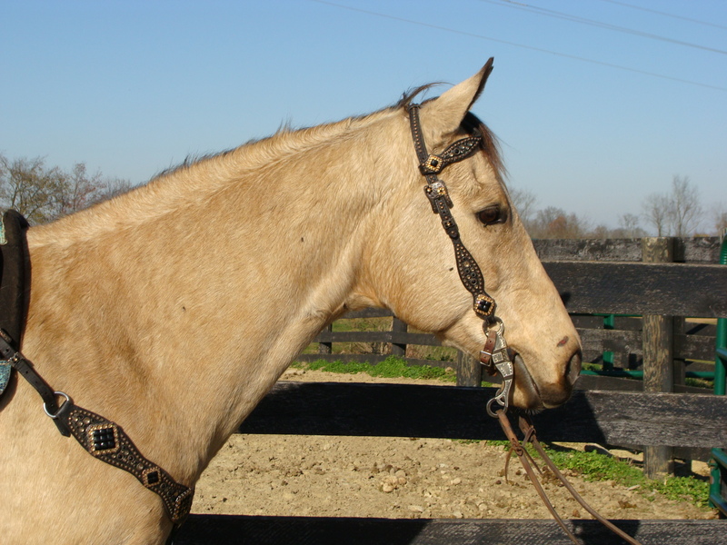 BIG BUTTERMILK BUCKSKIN QUARTER HORSE GELDING, USED FOR RANCH WORK, TRAIL RIDING For Sale in