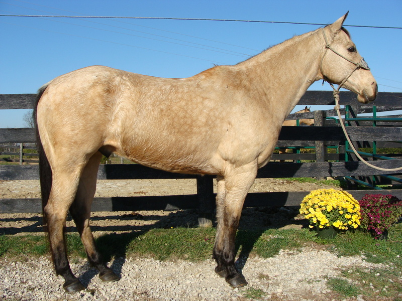 BIG BUTTERMILK BUCKSKIN QUARTER HORSE GELDING, USED FOR RANCH WORK, TRAIL RIDING For Sale in