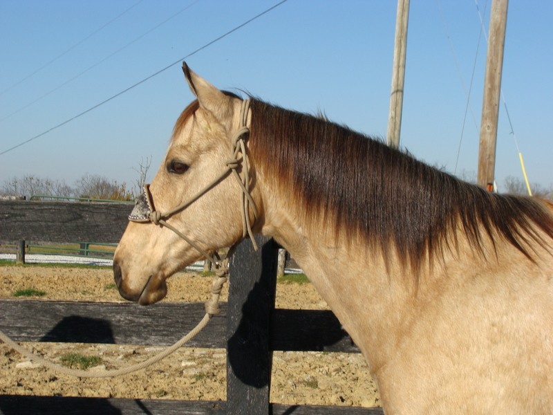 buckskin quarter horae for aale in mn buckskin quarter horae for aale in mn