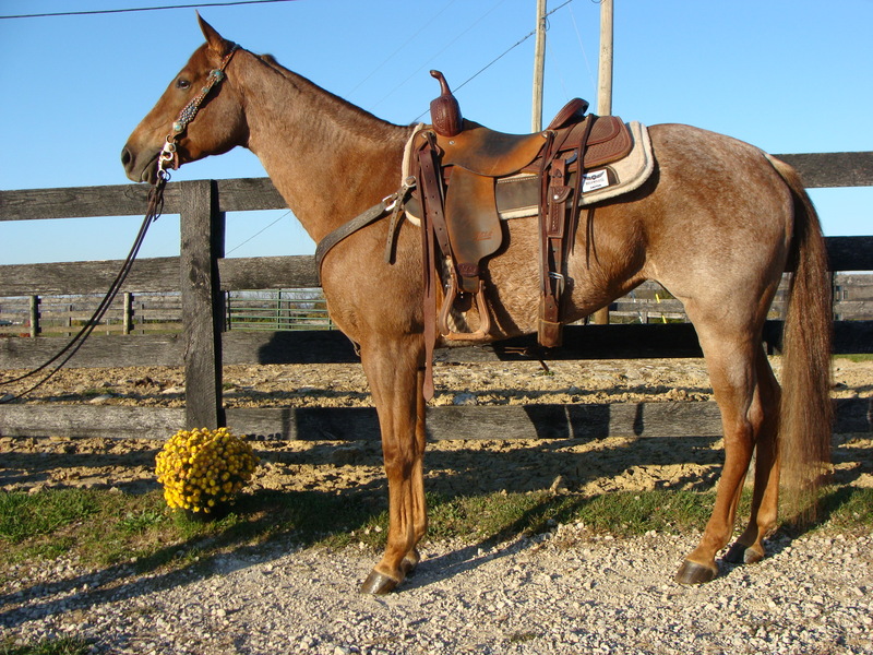 Blue roan cutting stallion picture