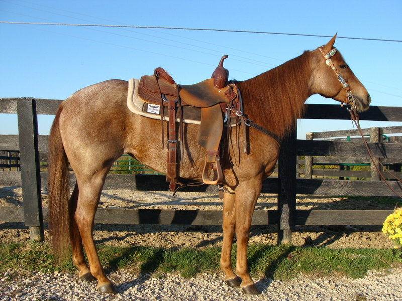 TRIPLE REGISTERED AQHA RED ROAN MARE, BEEN SHOWN PROFESSIONALLY TRAINED