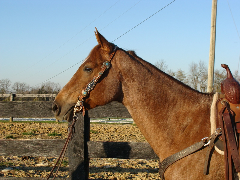 Blue roan stallions at stud image
