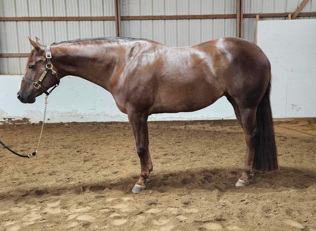 8 YEAR OLD 15.3 HAND CHESTNUT MARE ***VIDEO***