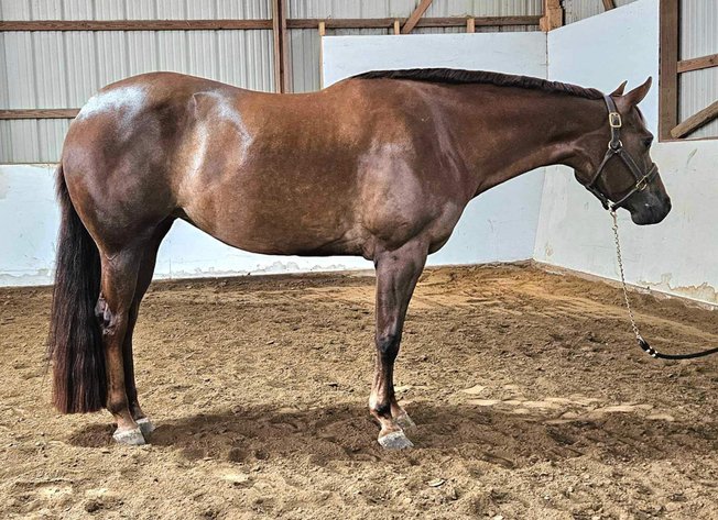 8 YEAR OLD 15.3 HAND CHESTNUT MARE ***VIDEO***