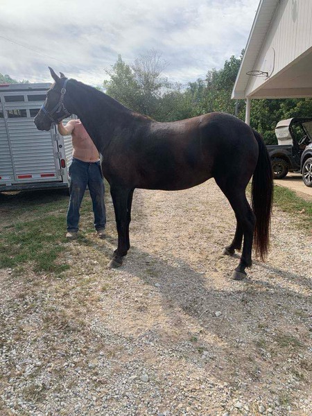 Well Bred Solid Black Mare 