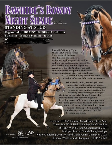 Stunning Buckskin Tobiano Stallion For Stud!