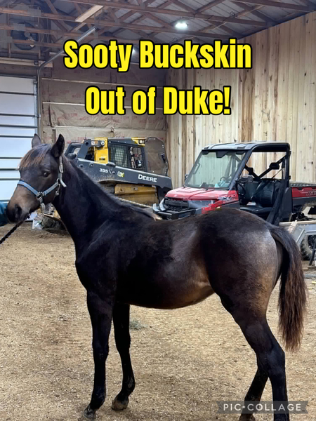 Stunning Buckskin Tobiano Stallion For Stud!