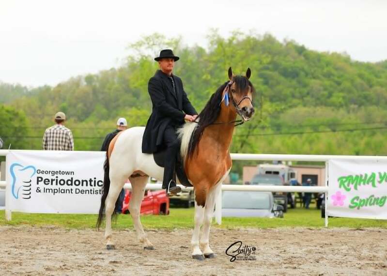 Stunning Buckskin Tobiano Stallion For Stud!