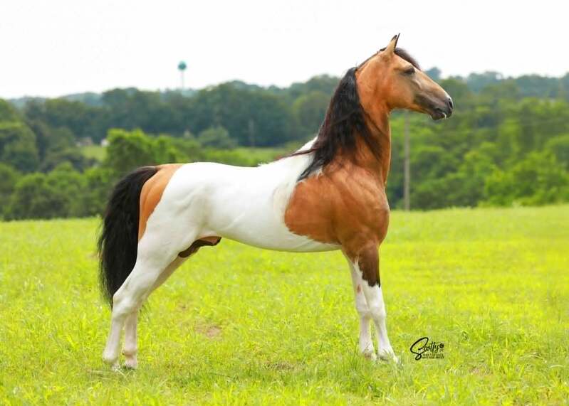 Stunning Buckskin Tobiano Stallion For Stud!