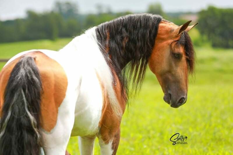Stunning Buckskin Tobiano Stallion For Stud!
